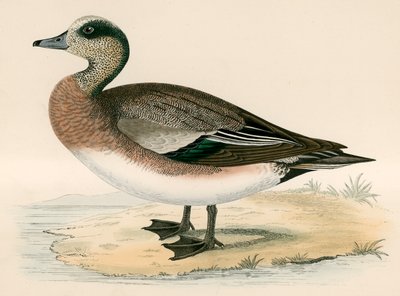 American Wigeon by Beverley R. Morris